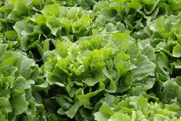 Znate li što je endivija eskriol?