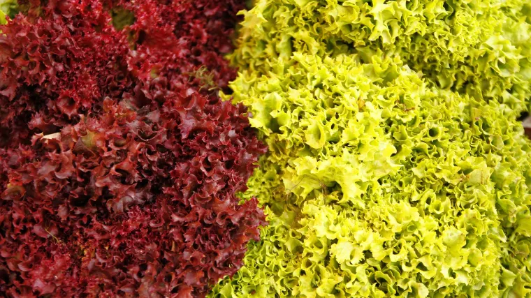 Zanimljiva salata koja nosi naziv endivija kudrava