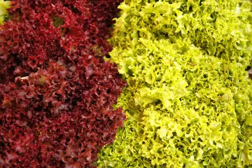 Zanimljiva salata koja nosi naziv endivija kudrava