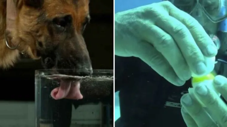 Znate li kako psi piju vodu i kako se vadi umnjak? Ovi gifovi sve će vam objasniti