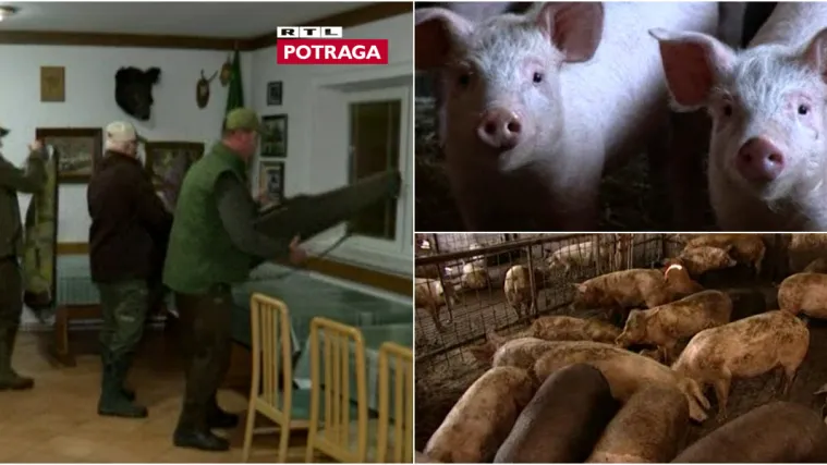 Afrička svinjska kuga je pred vratima: Potraga istražuje kako se lovci bore da virus ne uđe u Hrvatsku