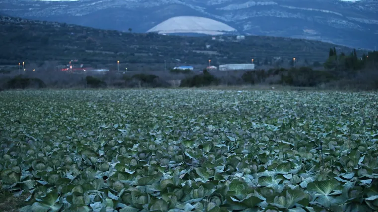 Koje su sorte kupusa za jesen