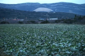 Koje su sorte kupusa za jesen