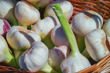 Uzgoj bijelog luka - Savjeti za uzgoj i sadnju bijelog luka