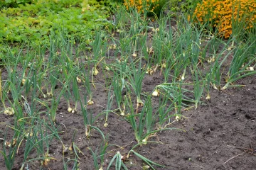 Kada je najbolje vrijeme za suzbijanje korova u luku?