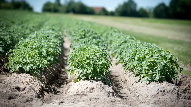 Krumpir i njegovi dobri susjedi u vrtu