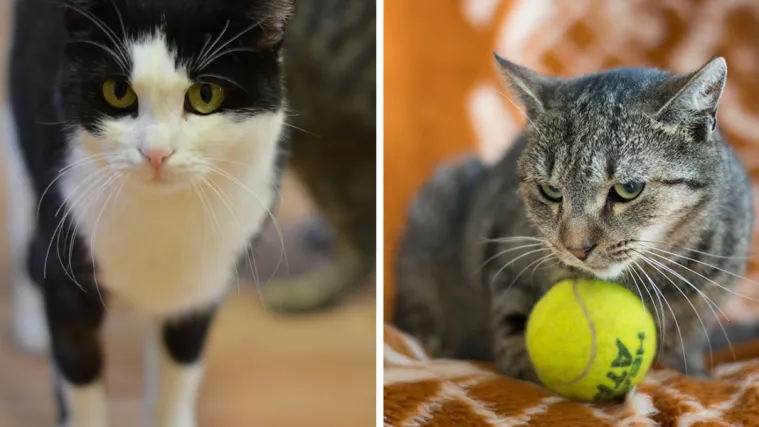 Apel iz Dumovca: 'Udomite ove umiljate mace i pse, mi nemamo dovoljno prostora za sve'