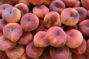 Kako uzgojiti patuljaste breskve u vrtu?