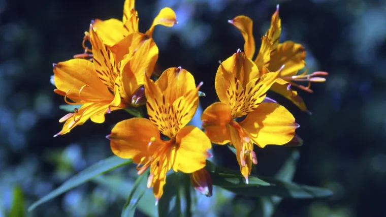 Peruanski ljiljan: Prekrasan žuti cvijet koji je veoma jednostavan za uzgoj