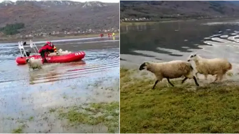Poplava očajnim vlasnicima umalo odnijela ovce i krave: Pogledajte kako je pro&scaron;lo spa&scaron;avanje