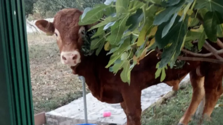 'Nitko ga više ne traži, nema šanse da ga nađemo'