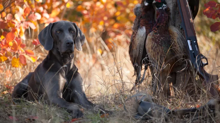 Trudnicu (29) nasmrt izgrizli psi, u panici je zvala supruga: 'Mislim da me planiraju napasti!'