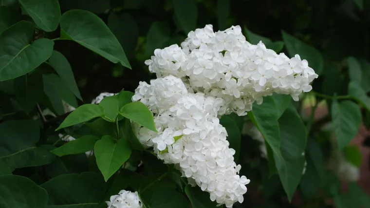 Znate li za što se koristi korijen jorgovana?