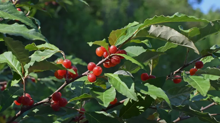 Jesenska maslina - Što znate o biljci zvanoj jesenska maslina?