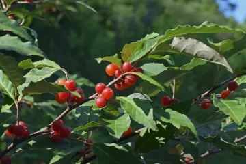 Jesenska maslina - Što znate o biljci zvanoj jesenska maslina?