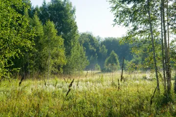 Mačji repak - U koje biljke spada mačji repak?