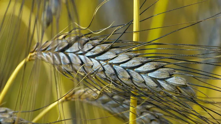 Po čemu je žitarica dvozrni pir posebna?