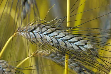 Po čemu je žitarica dvozrni pir posebna?