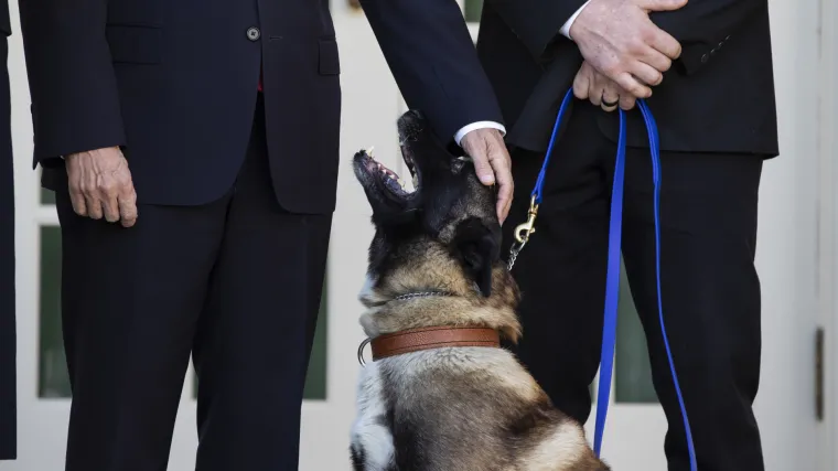 Trump je odlikovao psa! Hrabri Conan bio je te&scaron;ko ozlijeđen u tunelu kad je lovio al-Baghdadija
