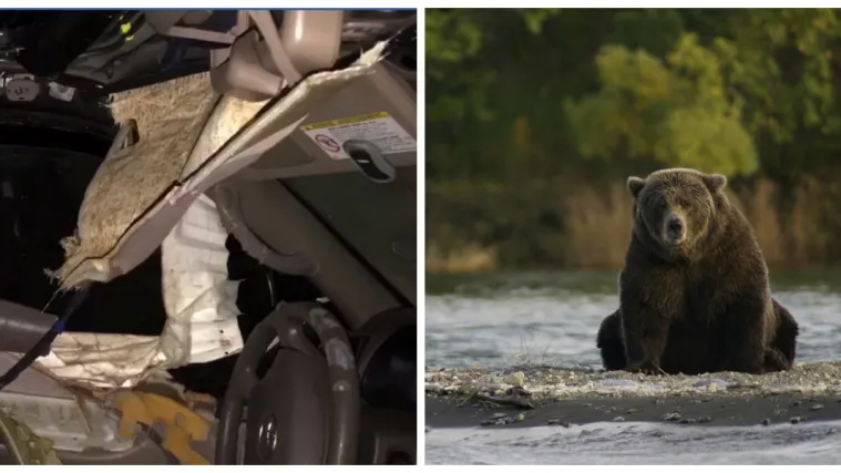 Policajci oslobodili medvjeda koji se zaključao u automobil: Medo je demolirao vozilo