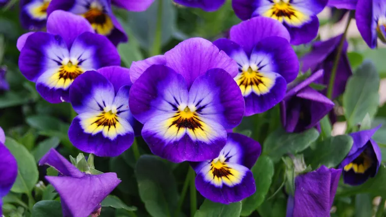 Cvijeće za groblje trajnice: Koje je trajnice najbolje saditi na groblju?