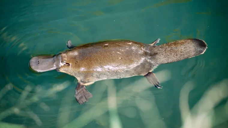 Čudnovati kljuna&scaron; zanimljivosti: Saznajte neke zanimljivosti o ovom sisavcu