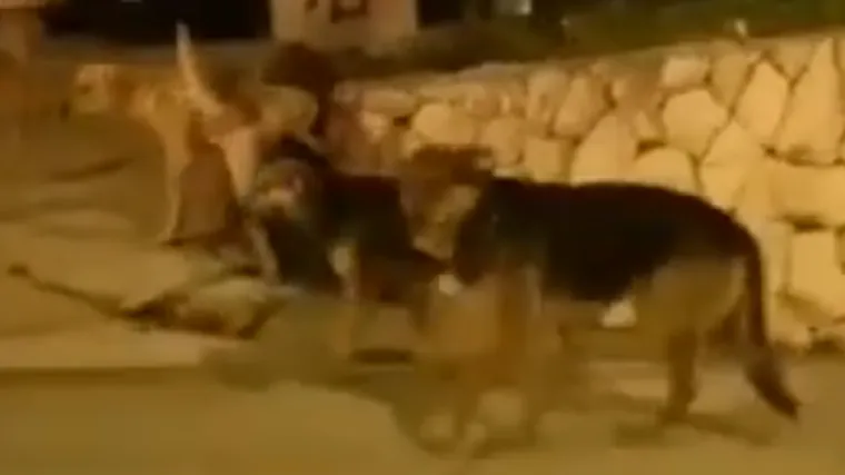 'Već su ubili i ranili velik broj kućnih ljubimaca. Ali, to nisu psi bez vlasnika...'