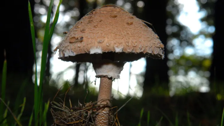 Jestive proljetne gljive