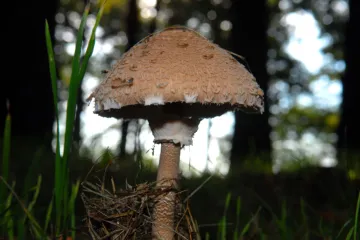 Jestive proljetne gljive