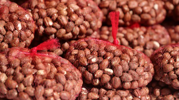 Plod lijeske - lješnjak