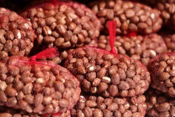 Plod lijeske - lješnjak