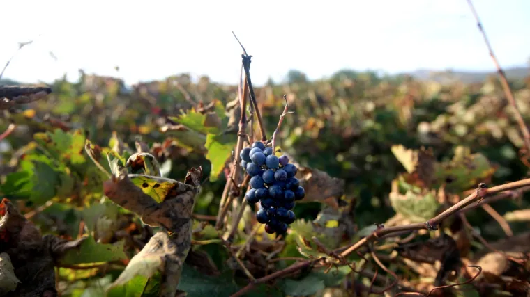 Autohtone sorte vinove loze