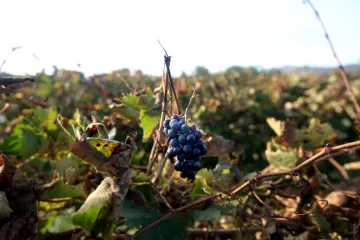 Autohtone sorte vinove loze