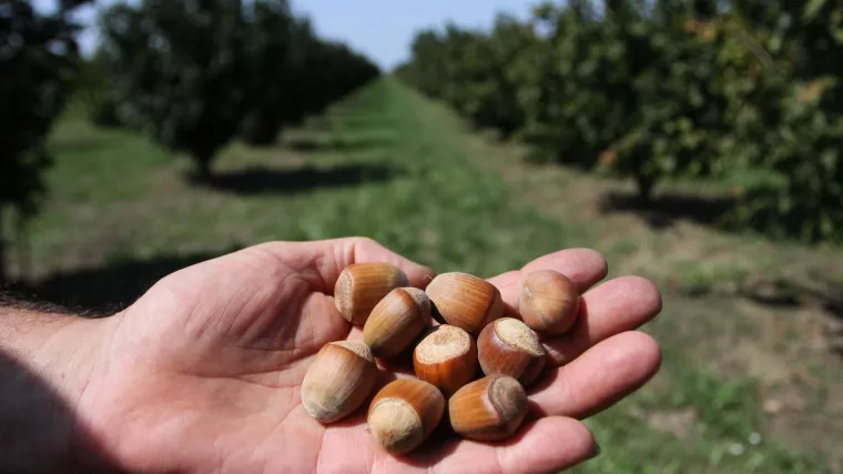 Istarski lje&scaron;njak