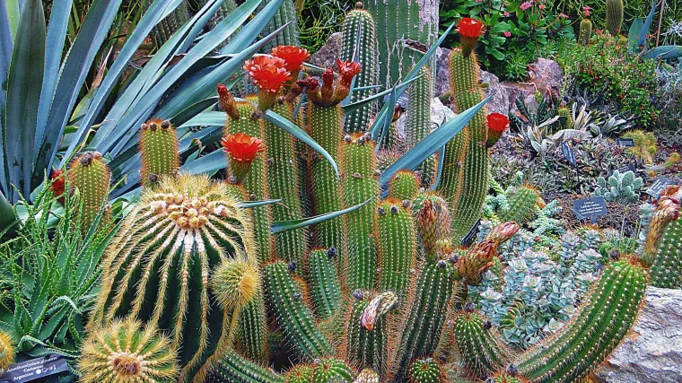 Stupasti kaktus - kaktus svijeća