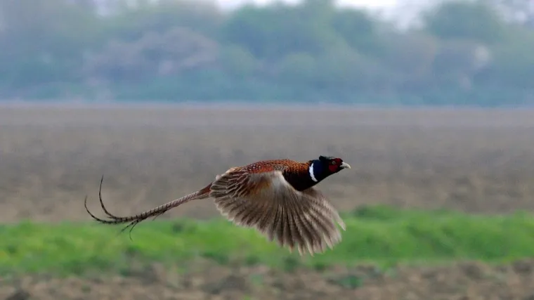 Za&scaron;tićene životinje u Slavoniji i Baranji