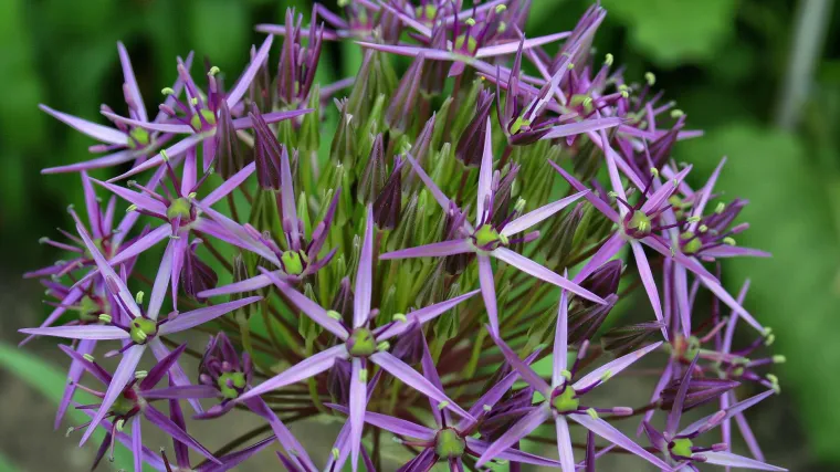 Sadnja ukrasnog luka