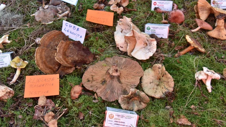 Za&scaron;tićene gljive u Hrvatskoj