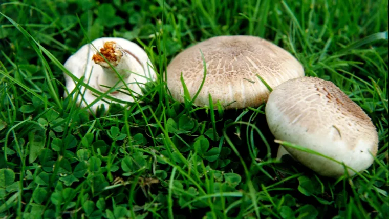 Livadni &scaron;ampinjon: Saznajte sve o ovoj visoko rasprostranjenoj vrsti gljiva