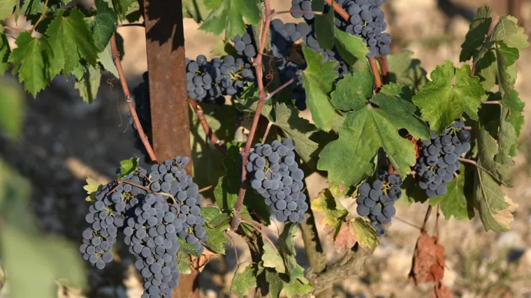 Za&scaron;tita vinove loze