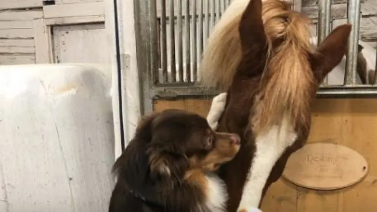 Sve zbog jednog zagrljaja: Pas naučio stajati na nogama kako bi mogao zagrliti svog najdražeg prijatelja