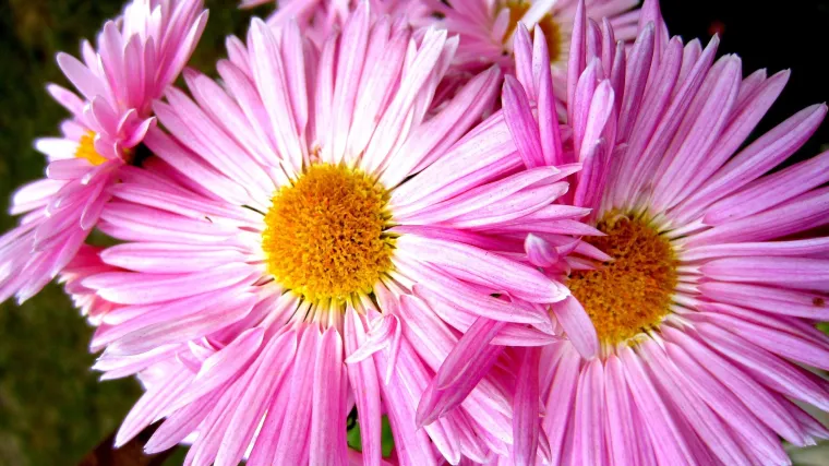 Ljetni zvjezdan: Saznajte vi&scaron;e o biljci koja potječe iz Kine