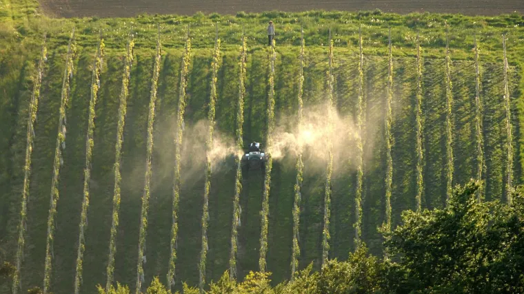 Peronospora u vinogradu
