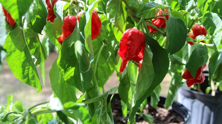 Saznajte koji su najče&scaron;ći &scaron;tetnici paprike