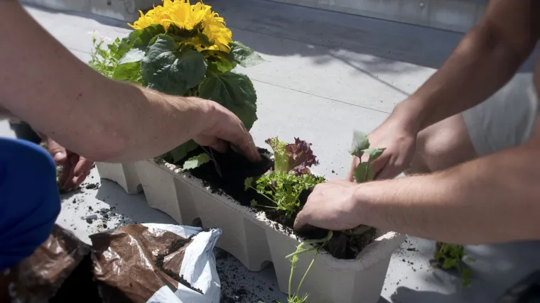 Sadnja povrća na balkonu
