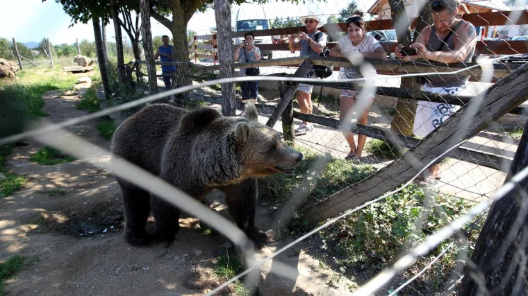 Hoće li Macoli oduzeti medvjede? 'Oni imaju dva apartmana pod zemljom, a za zabavu imaju igre'