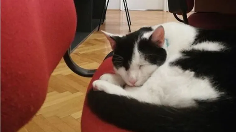 Nakon Ivice, evo Zvonka: Novog studenta iz Zadra svi vole maziti i hraniti