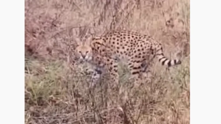 Zbog ljepote iznimno cijenjen na crnom trži&scaron;tu