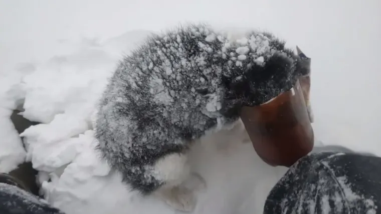 Ovaj heroj psiću je spasio život, a njegova reakcija će vas rastopiti