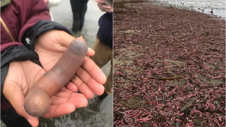 'Čuo sam svakakvih suludih teorija, ali obja&scaron;njenje je prilično jednostavno'